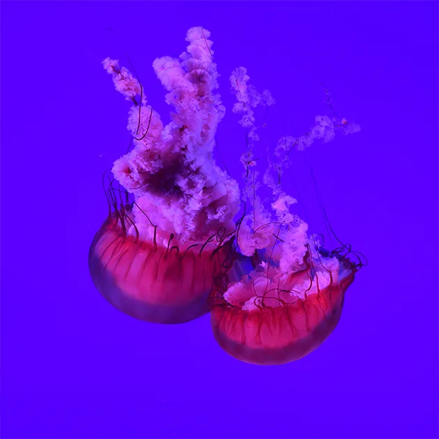 旺财28官方